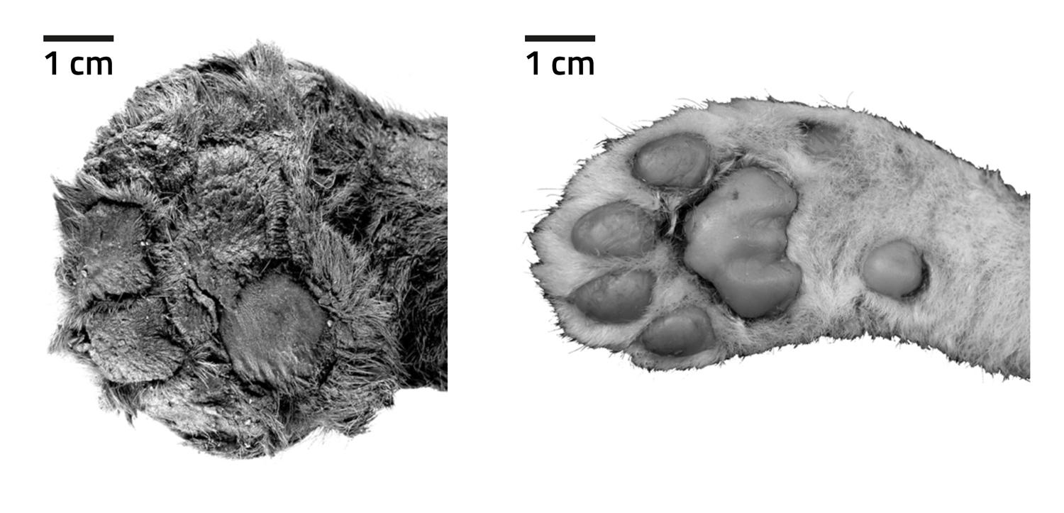 A large, rounded paw of a saber-toothed cat and a smaller, less rounded paw of a lion.