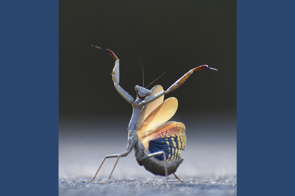 A praying mantis has its forelimbs up and its body is splayed out and colorful like a Flamenco dancer.