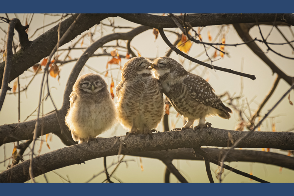 Three owls are perched on a branch and two of the owls appear to be kissing.