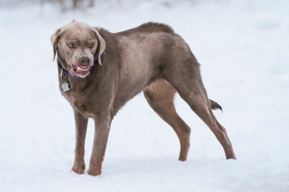 A brown dog stands in snow baring its teeth as the fur on its back sticks up.