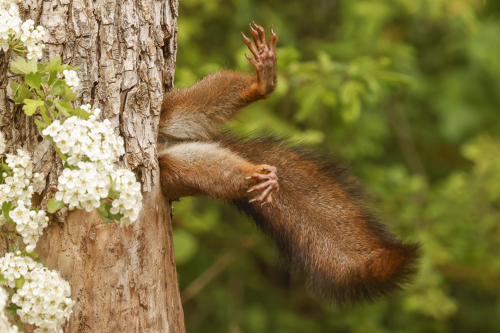 The front half of a squirrel’s body is stuck in a tree trunk so that only its back legs and rear end are showing.