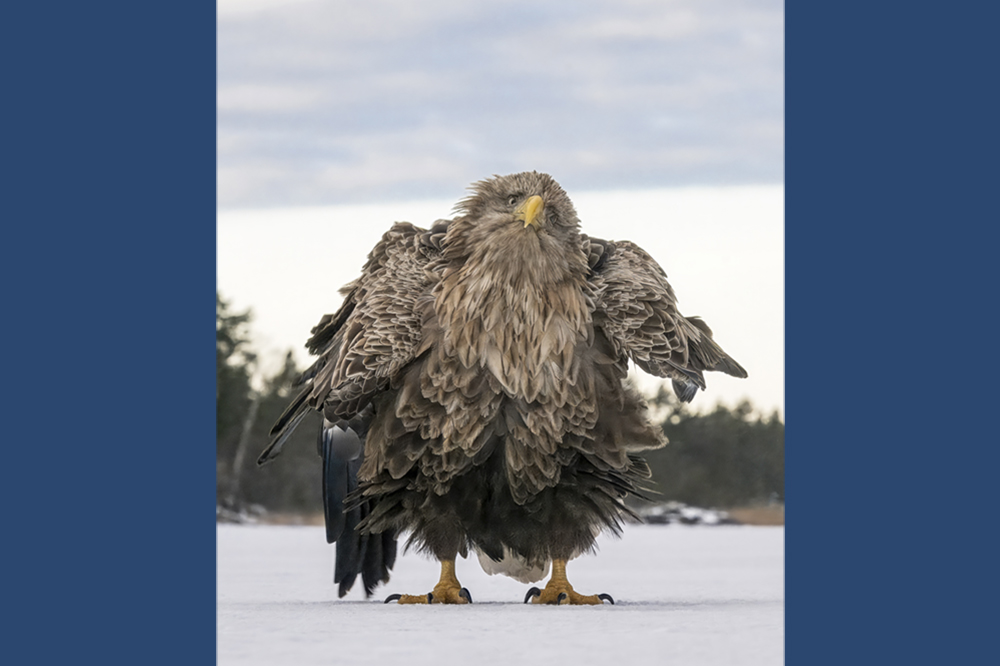 An eagle stands on the ground with its feathers puffed out.