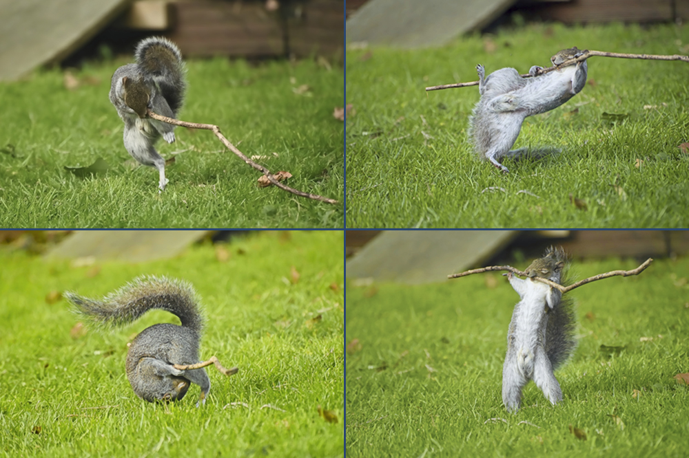 Four photos show a squirrel making dramatic movements with a stick.