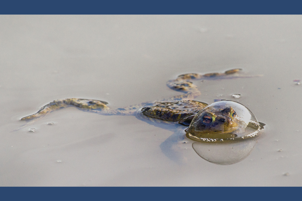 A frog is splayed out on the surface of the water with its head in a bubble.