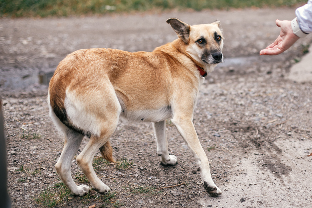 A shepherd has its tail between its legs and its ears flat as a hand reaches toward it.