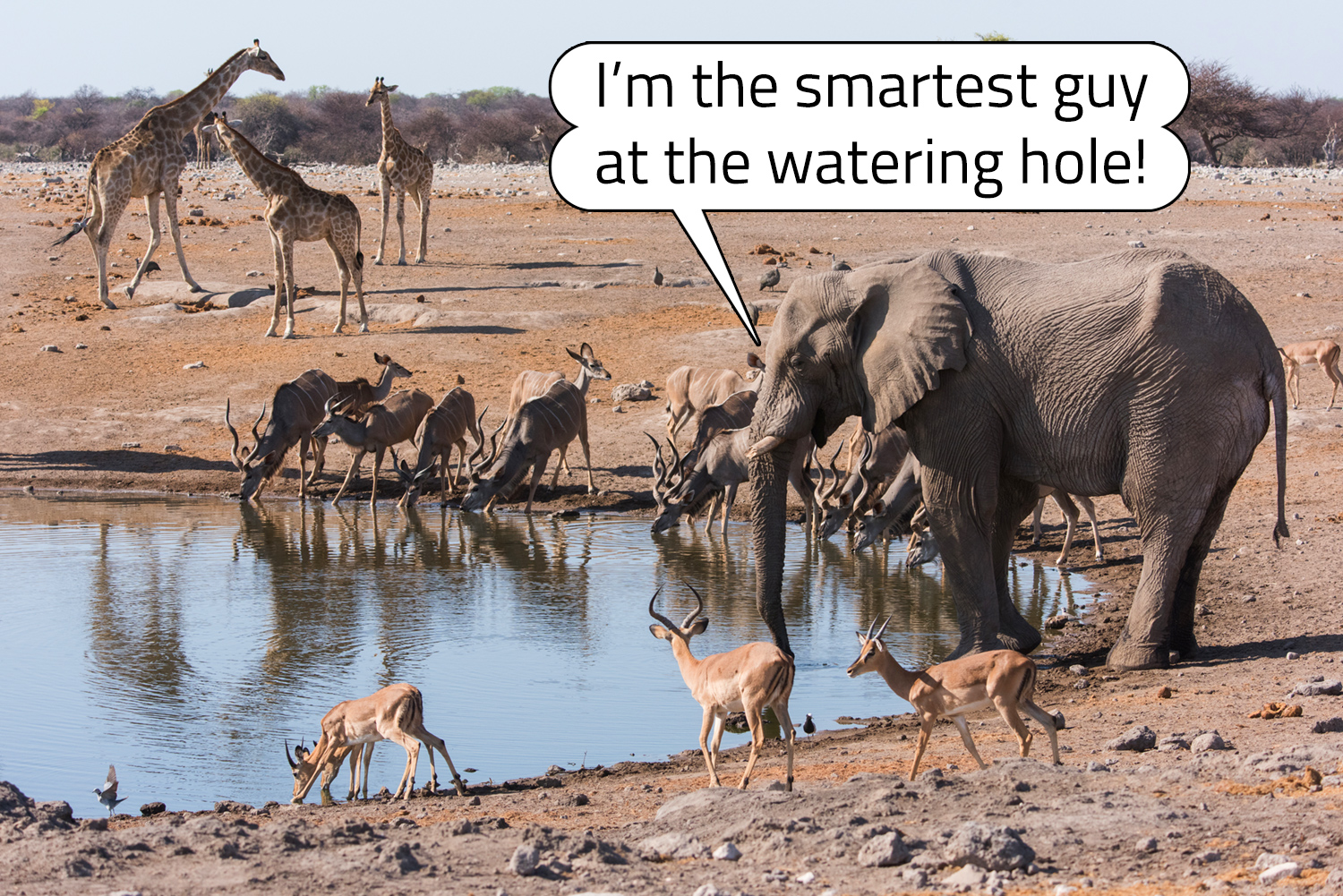 Many animals are gathered at a watering hole and the elephant says it’s the smartest animal there.