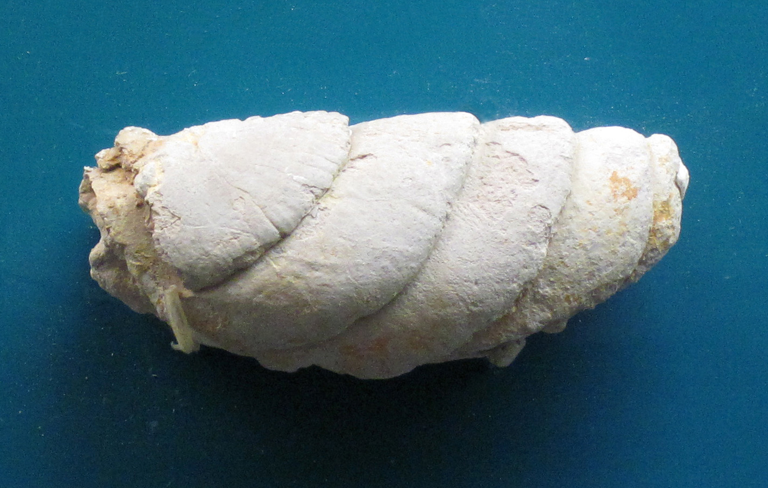 A spiral shaped shark coprolite.