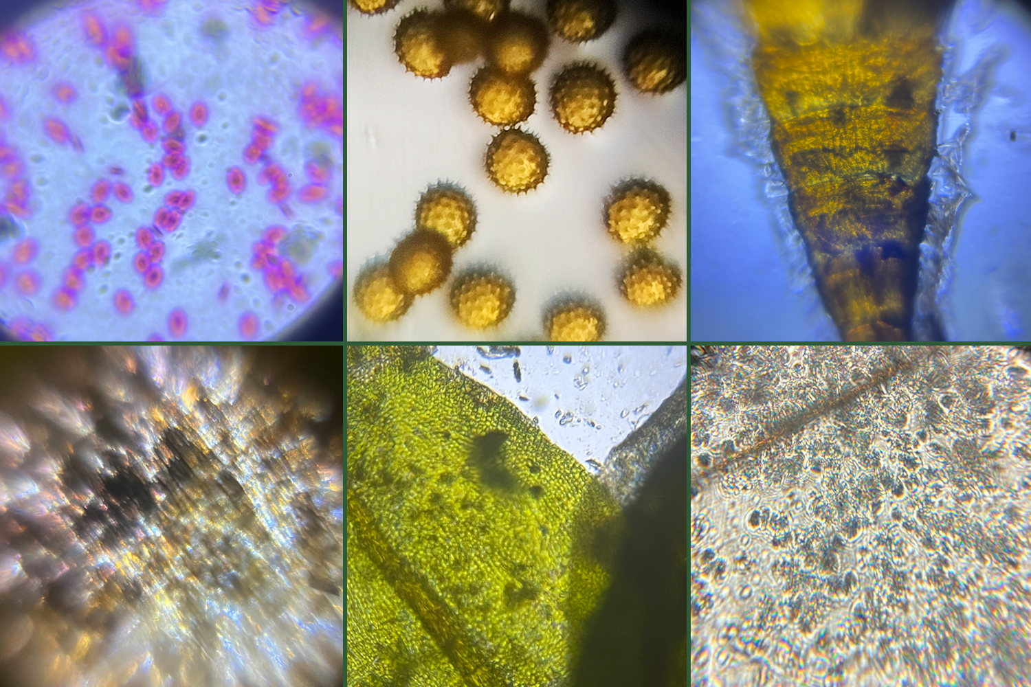 Six specimens are shown magnified, as they appear when viewed with Foldscope.