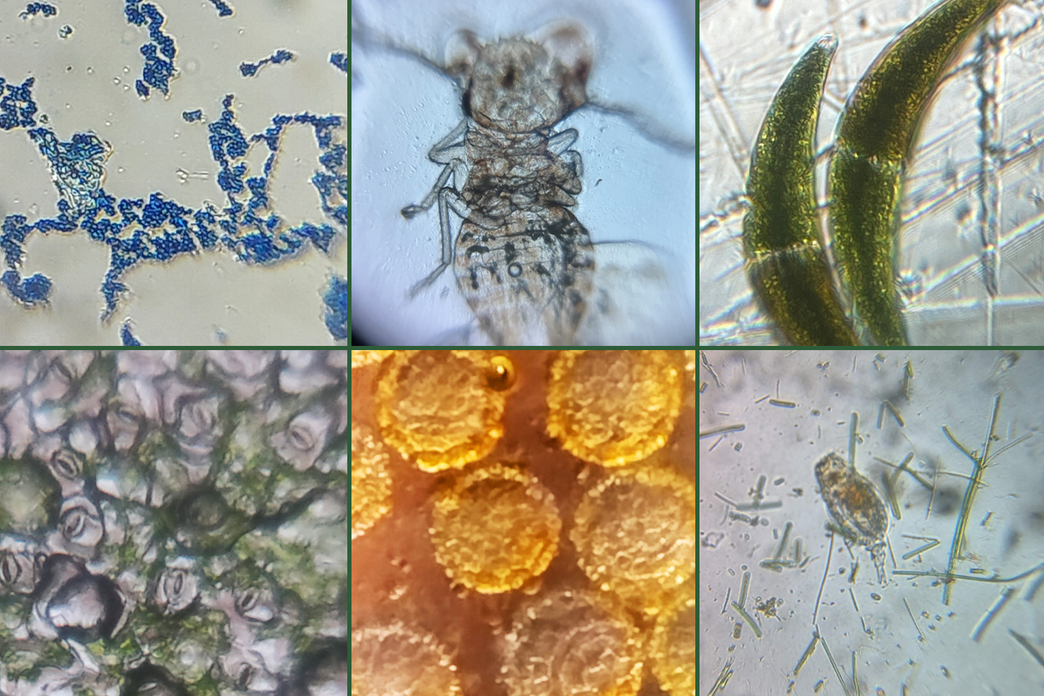 Six specimens are shown magnified, as they appear when viewed with Foldscope.