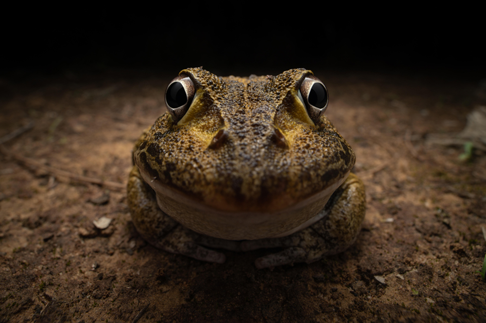 A closeup of a frog looking at the camera looks like the frog is grinning.