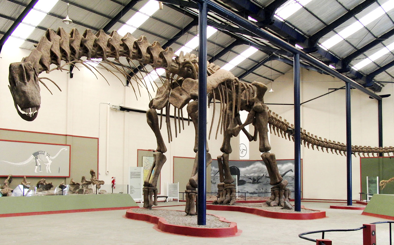 A skeleton of Argentinosaurus is on display in a museum setting.