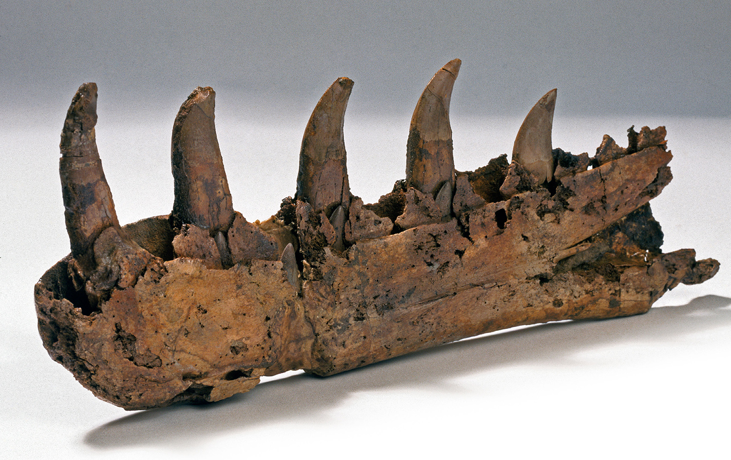 A Megalosaurus jawbone fossil