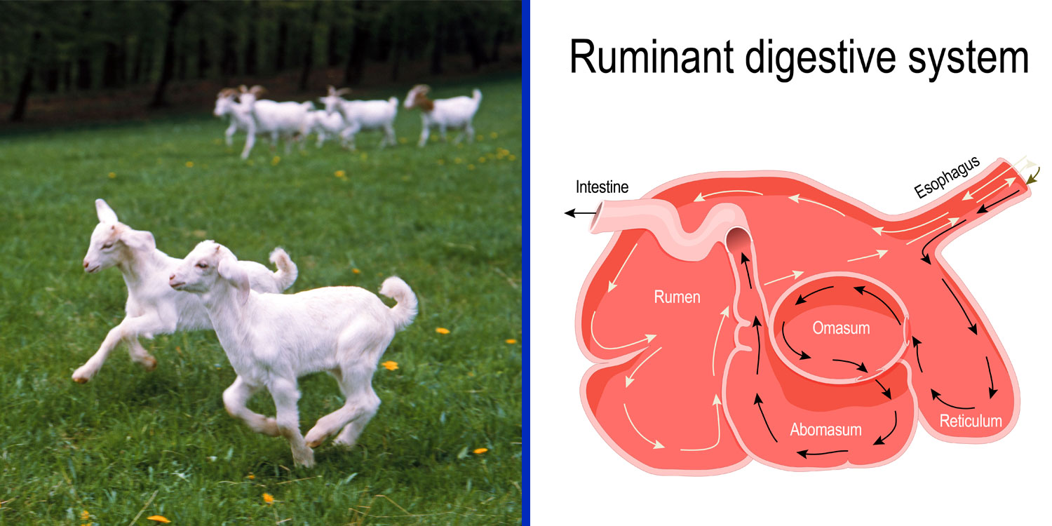 Side by side images of young goats running in a field and a diagram of a goat’s stomach with four chambers.