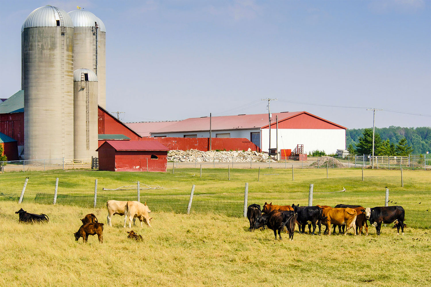 Cattle graze in a field with a barn and silos in the background.