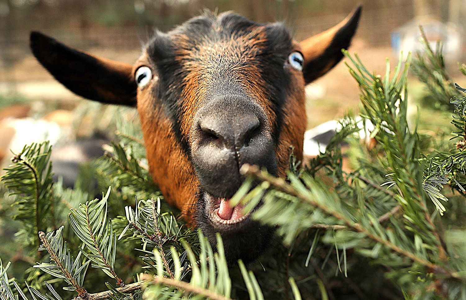 Closeup of a goat looking at the camera while eating a Christmas tree.