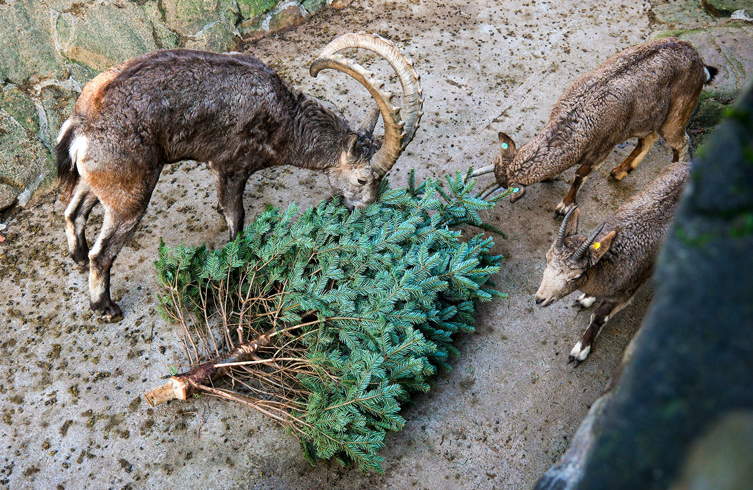 Overhead view of three goats eating a Christmas tree