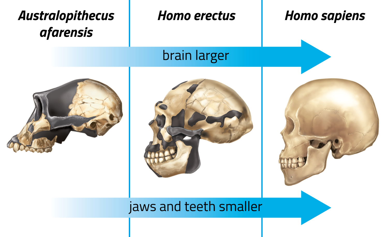 The skulls of Australopithicus afarensis, homo erectus, and homo sapiens are shown side by side.