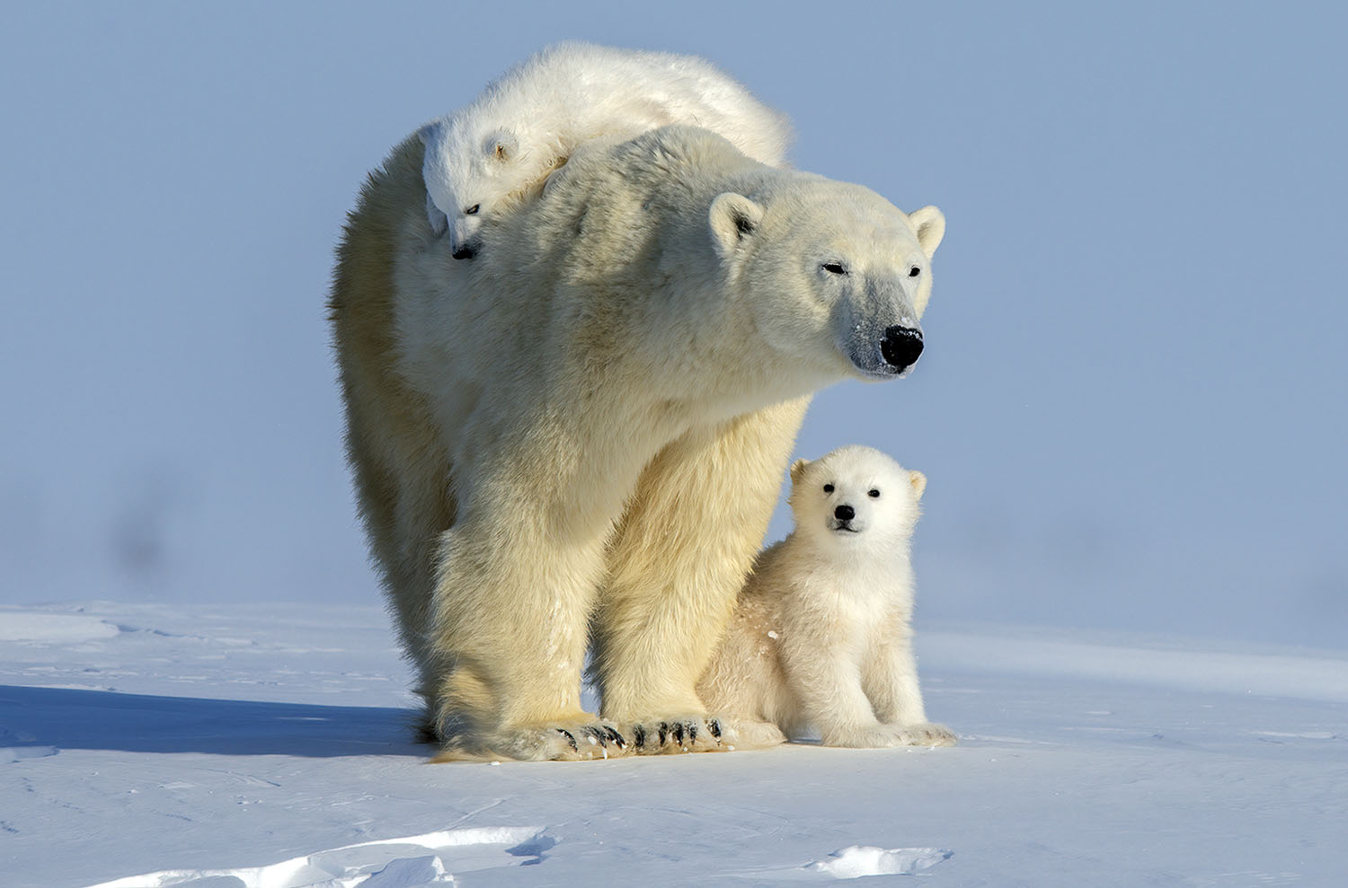 A polar bear with two young cubs. One cub sits beside her and the other is on her back.