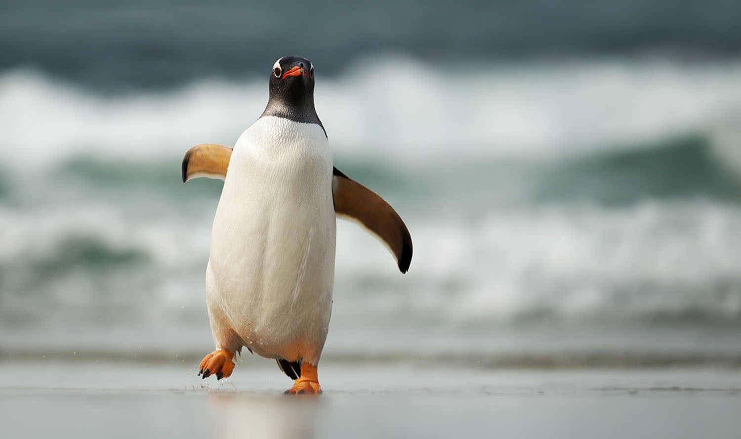 A gentoo penguin walks on a beach away from the water.