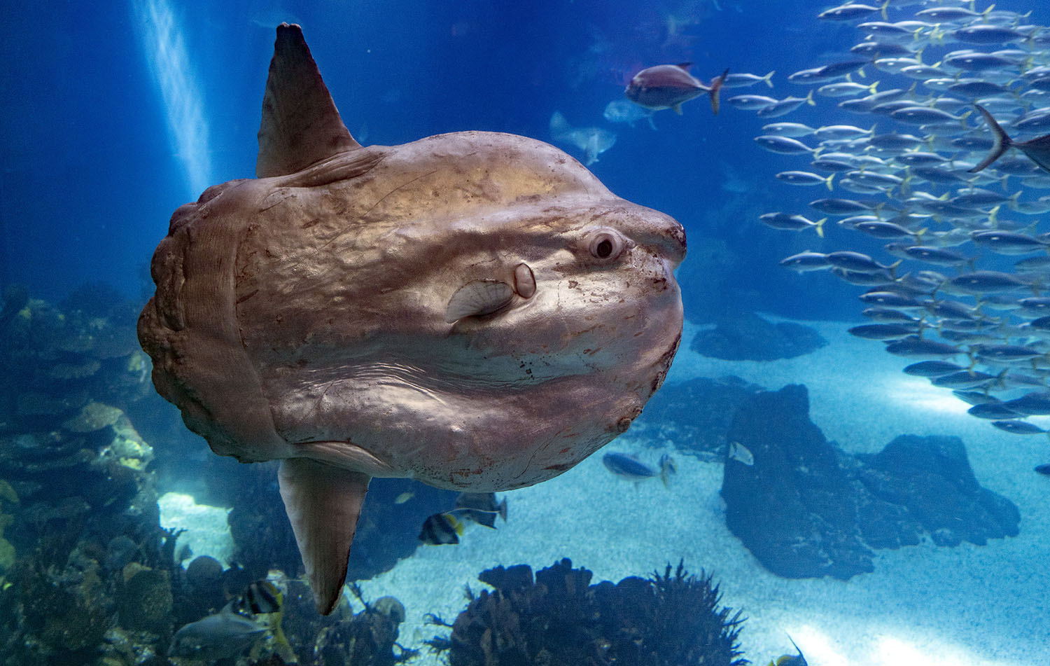 A sunfish swims next to a school of fish.