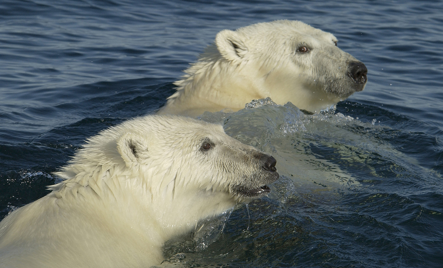 Two swimming polar bears have their heads above the water.