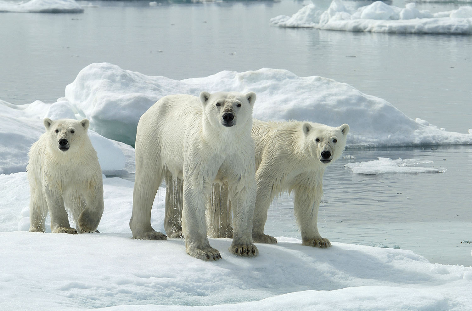 Three wet polar bears stand on frozen land near a body of water.