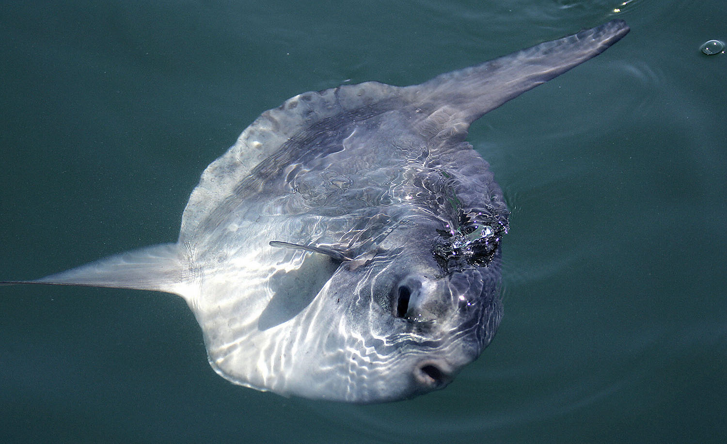 A sunfish lies on its side on the surface of the water.