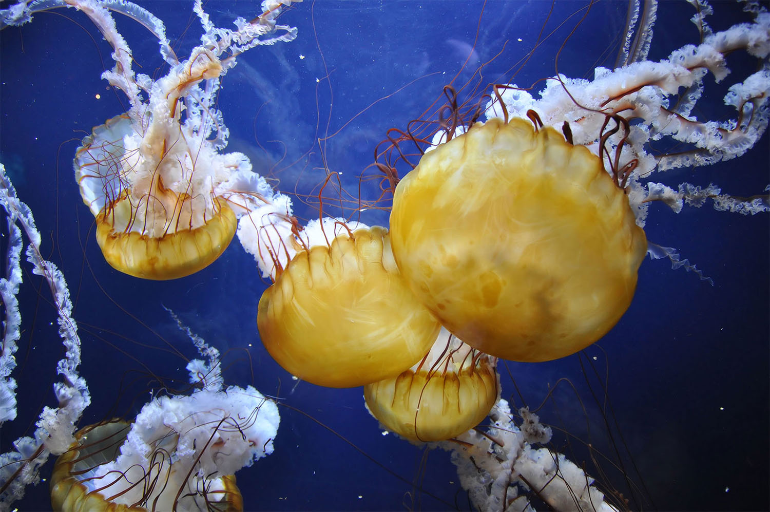 Fire yellowish jellyfish with white tentacles swim.