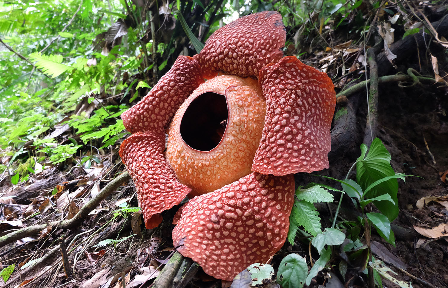 A huge red flower is in the ground among roots and leaves.