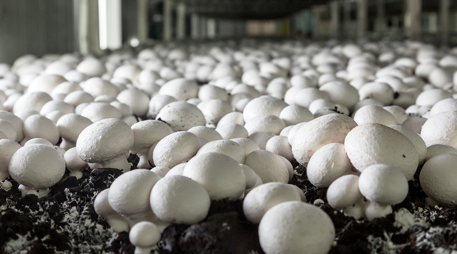 Button mushrooms growing in a dark indoor environment