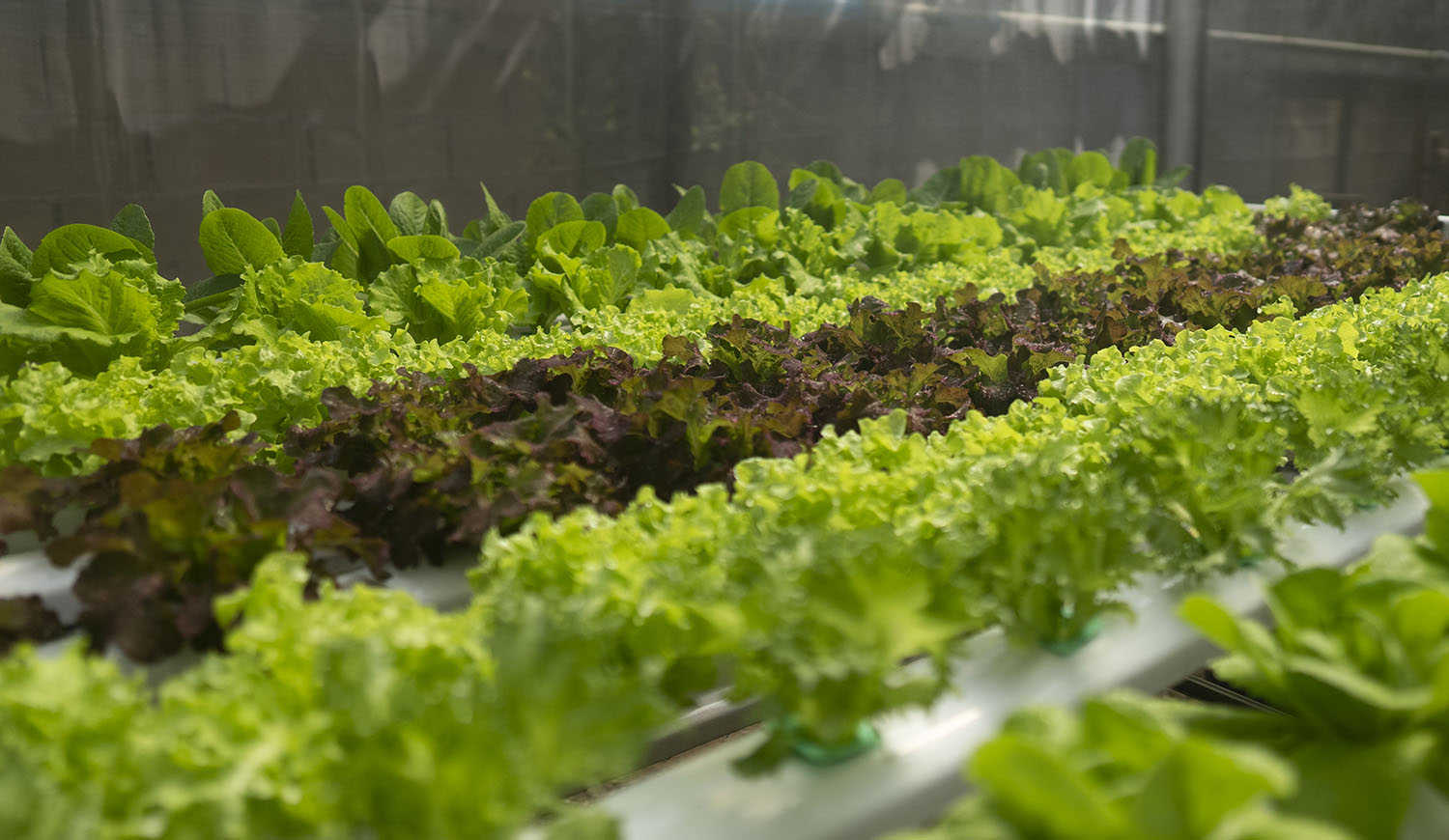 Rows of lettuce growing indoors