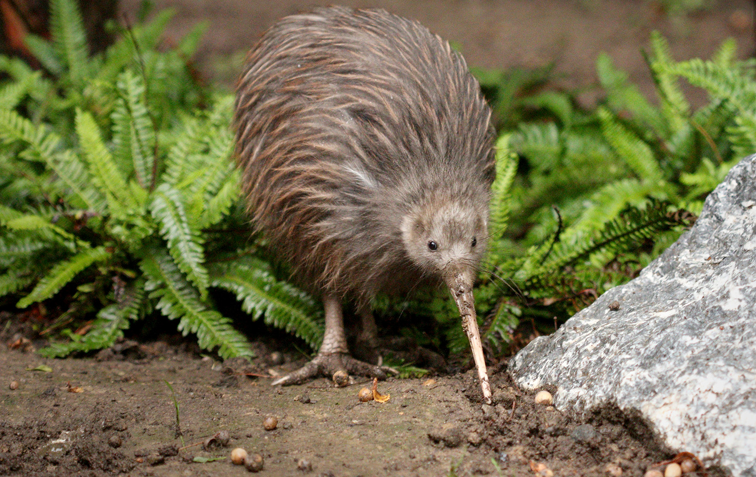 A kiwi has its long beak close to the ground as it looks at the camera.