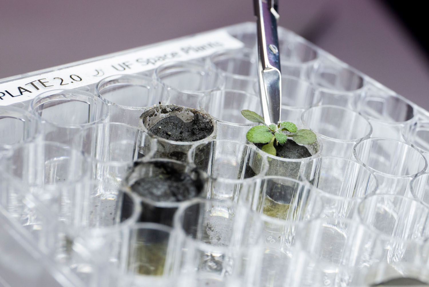 Several test tubes are filled with soil and one of them holds a green plant.