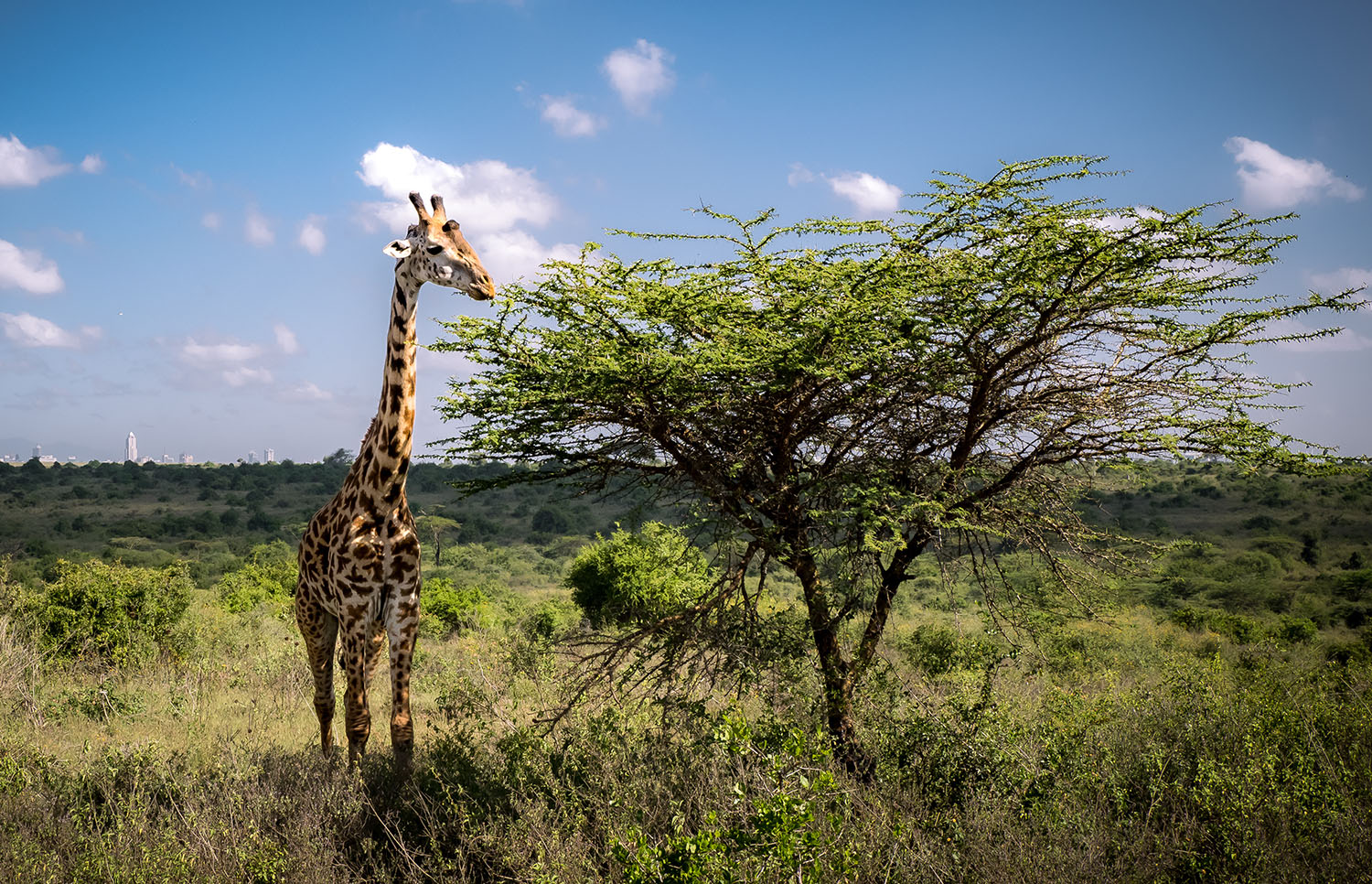 A giraffe eats leaves from the top of an acacia tree in a savanna landscape.