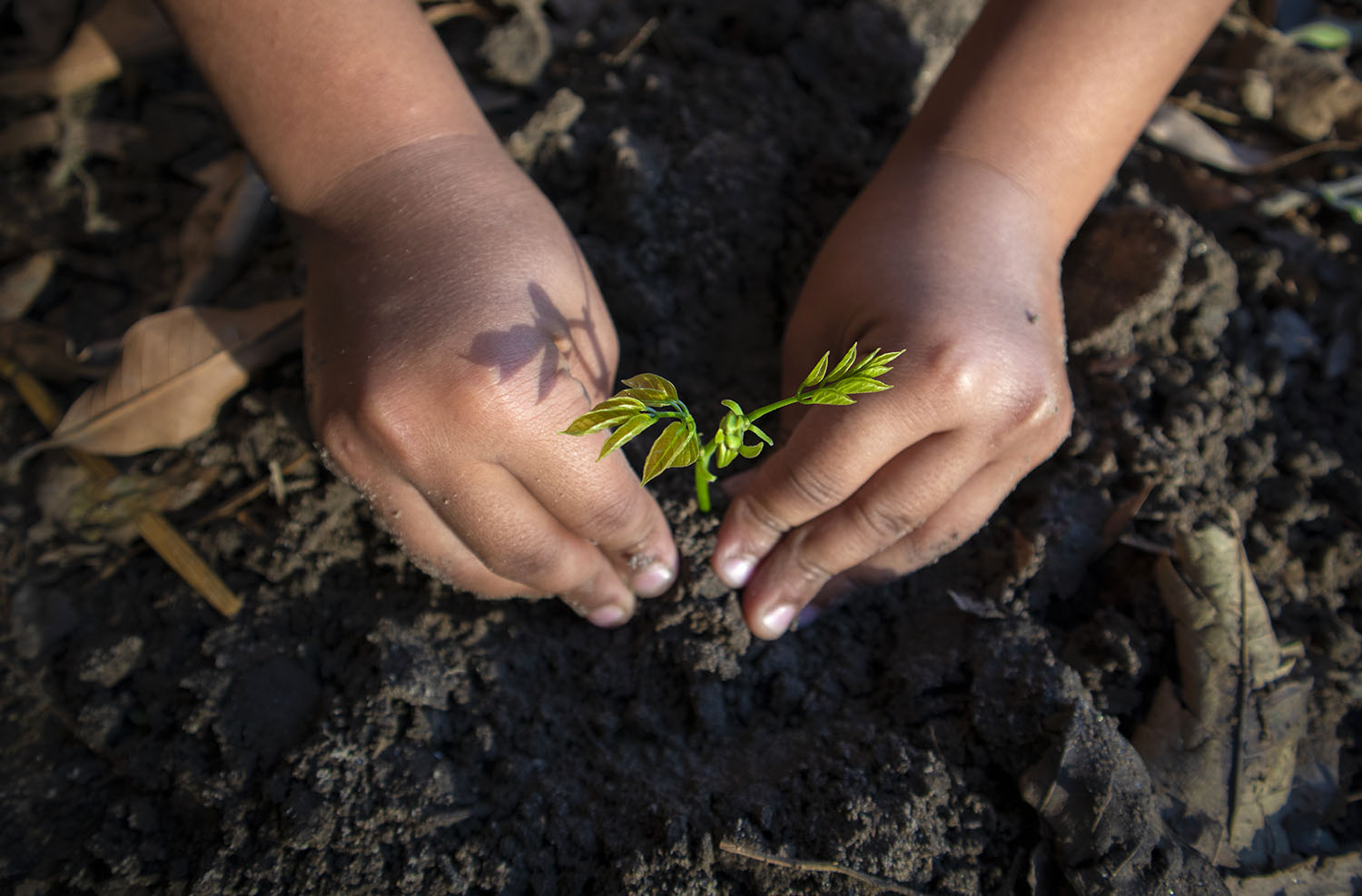 A closeup of a child’s hands planting a tree.