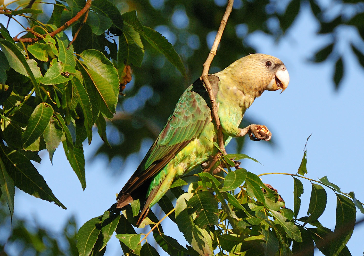 A Cape parrot sits on a branch and holds food in one of its talons.