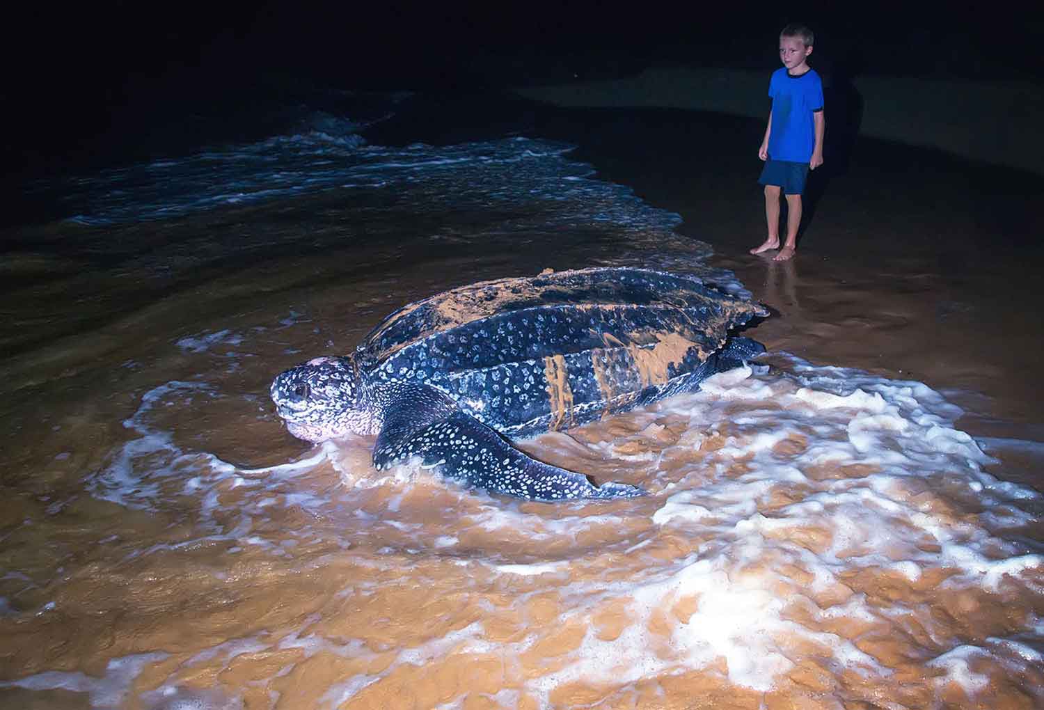 A child stands on a beach as a large leatherback sea turtle makes its way into the surf.