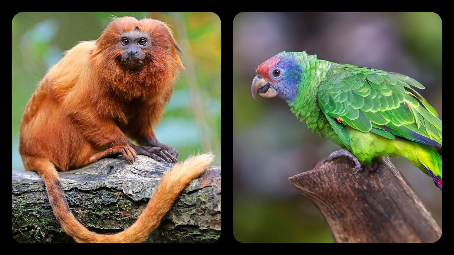 Side by side photos of a golden lion tamarin and a red-tailed parrot.