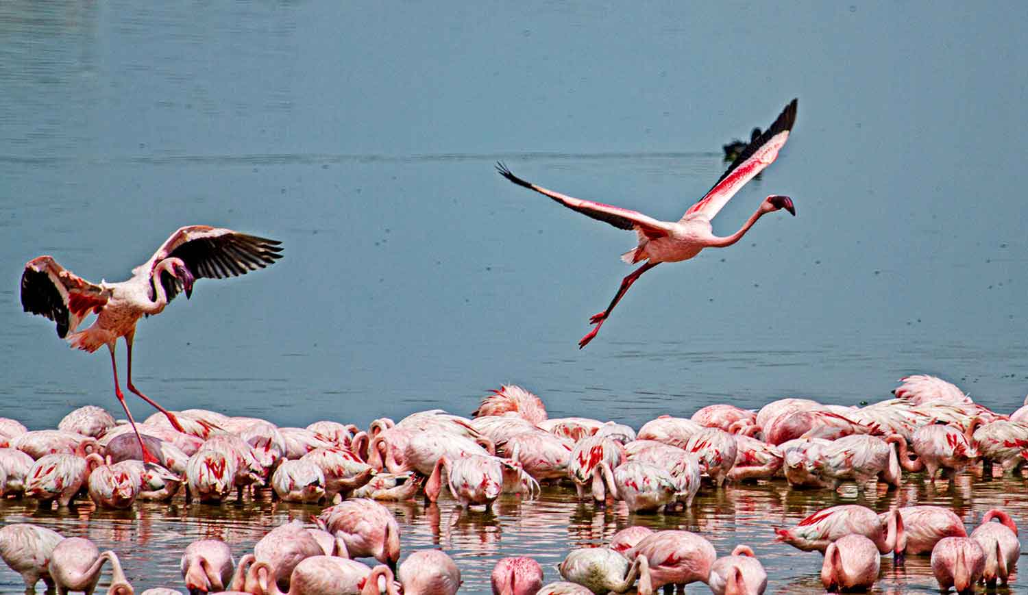 A flock of flamingos feeds from a body of water as two of the birds appear to take flight.