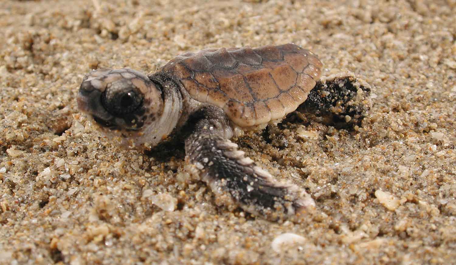 A hatchling loggerhead turtle on a sandy surface