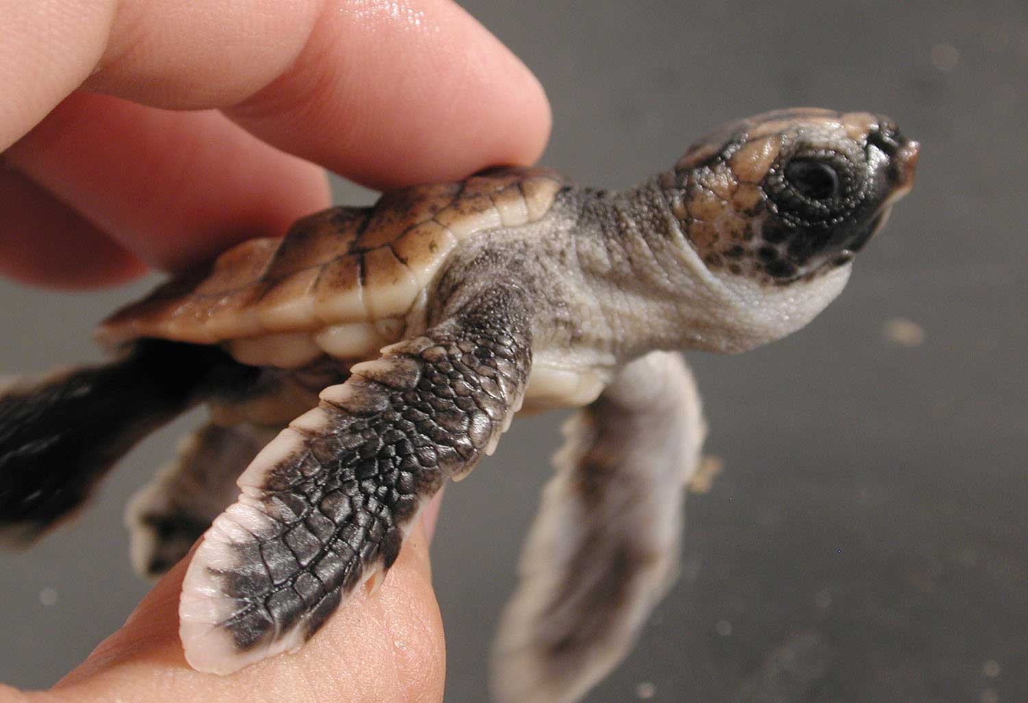 A hatchling loggerhead turtle is held between a person’s thumb and fingers.