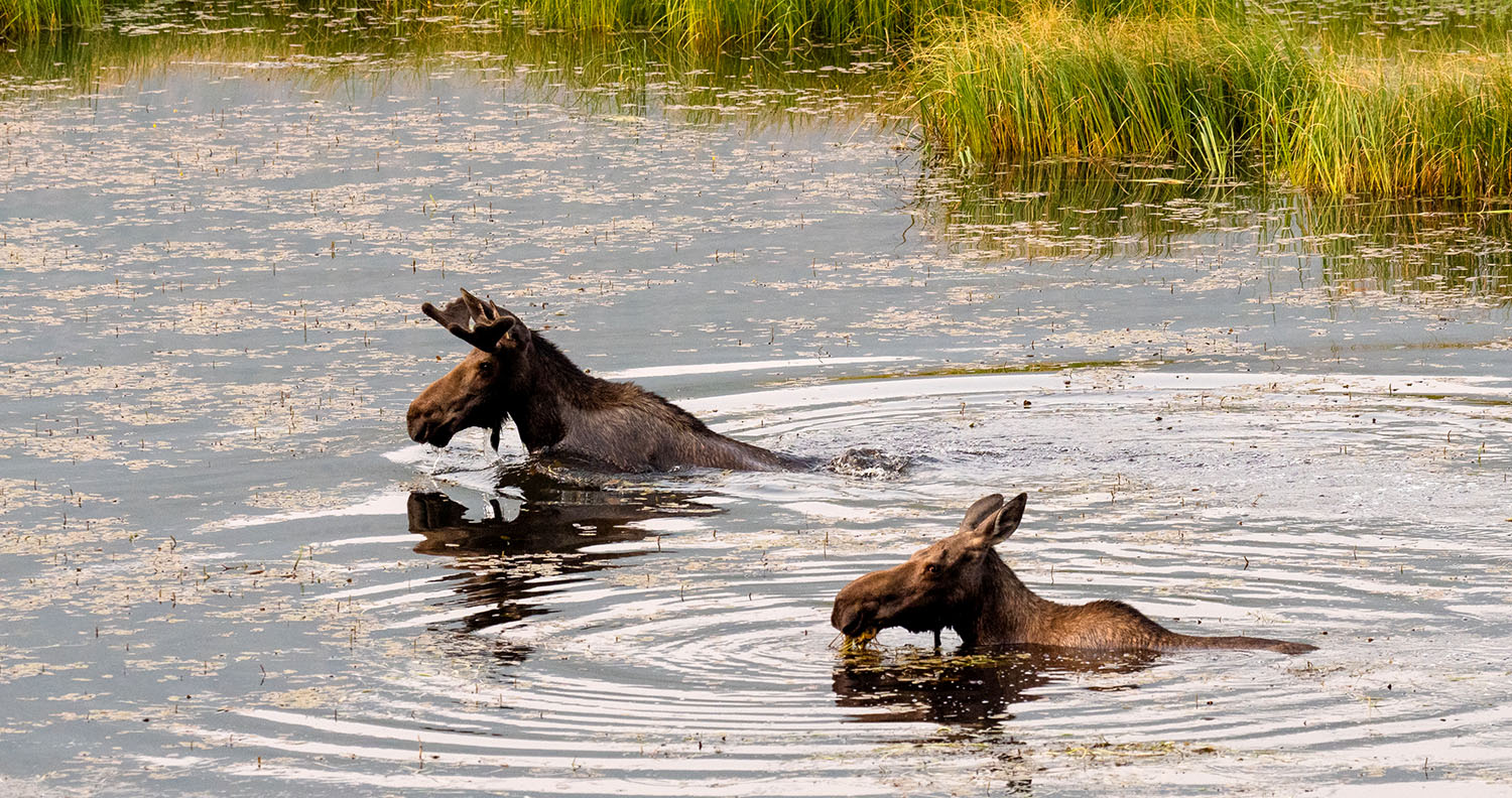 A mother moose and a calf swim in marshy waters.