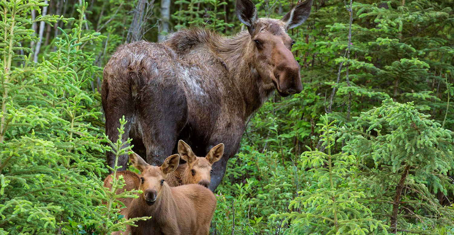 A moose and her two calves stand in a wooded area and look at the camera