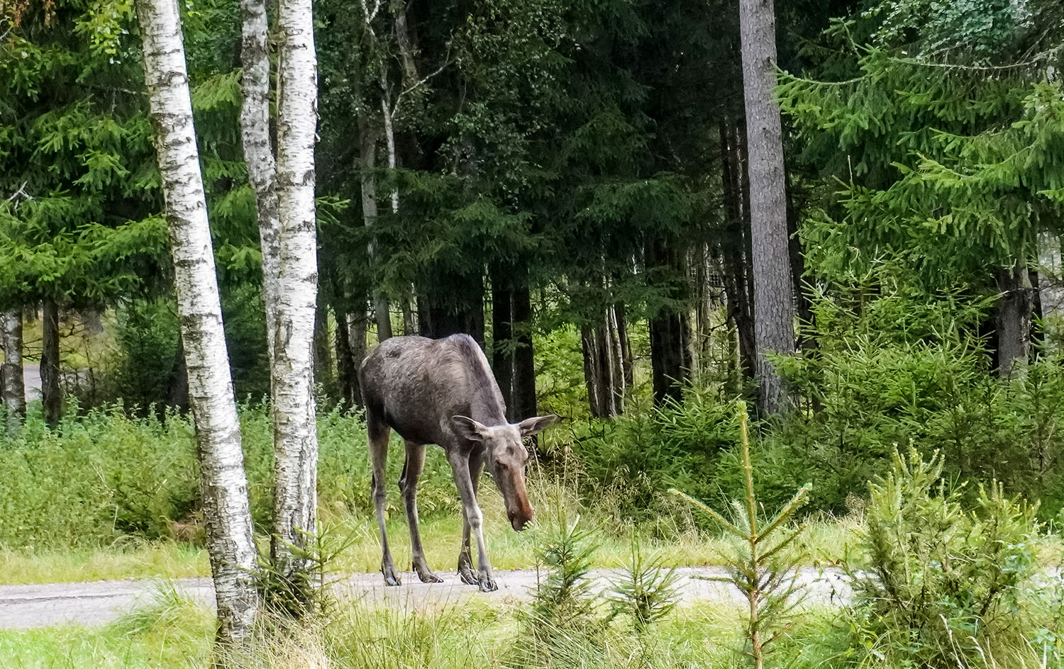 A moose is walking in a wooded area.