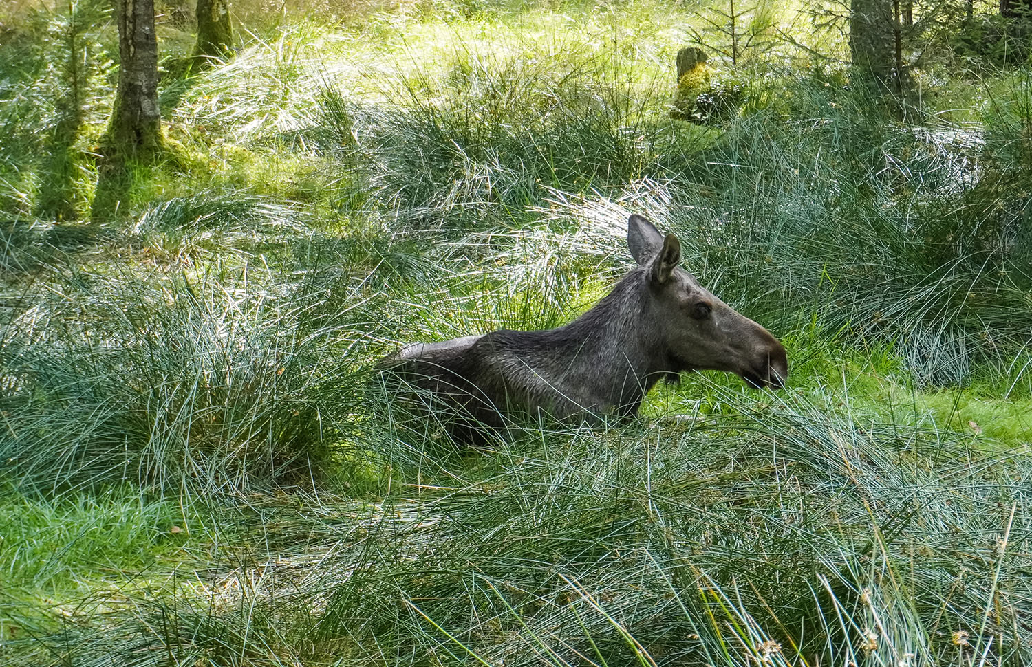 A moose is lying down in tall grass in a wooded area.