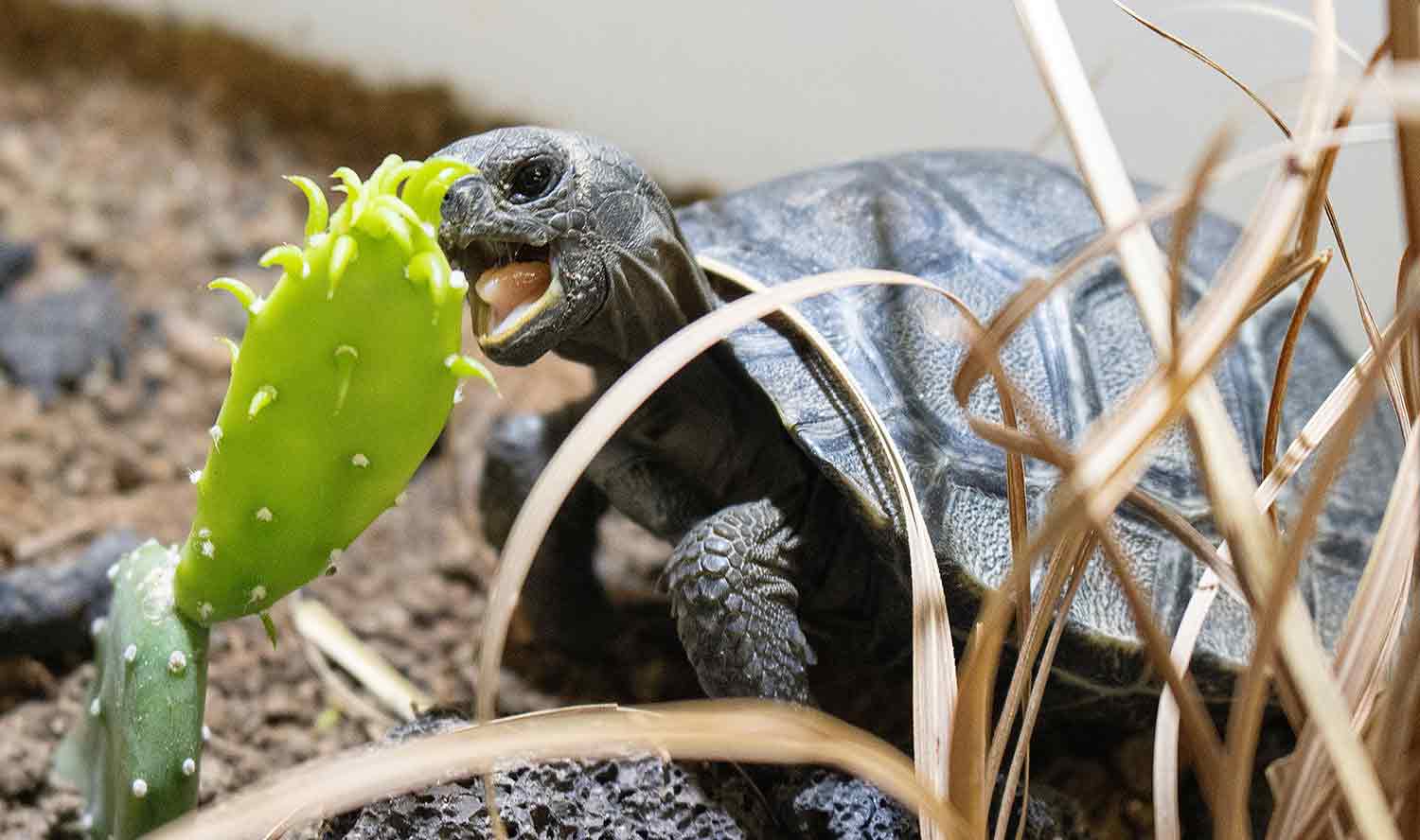 A young tortoise has its mouth open to eat a cactus leaf.