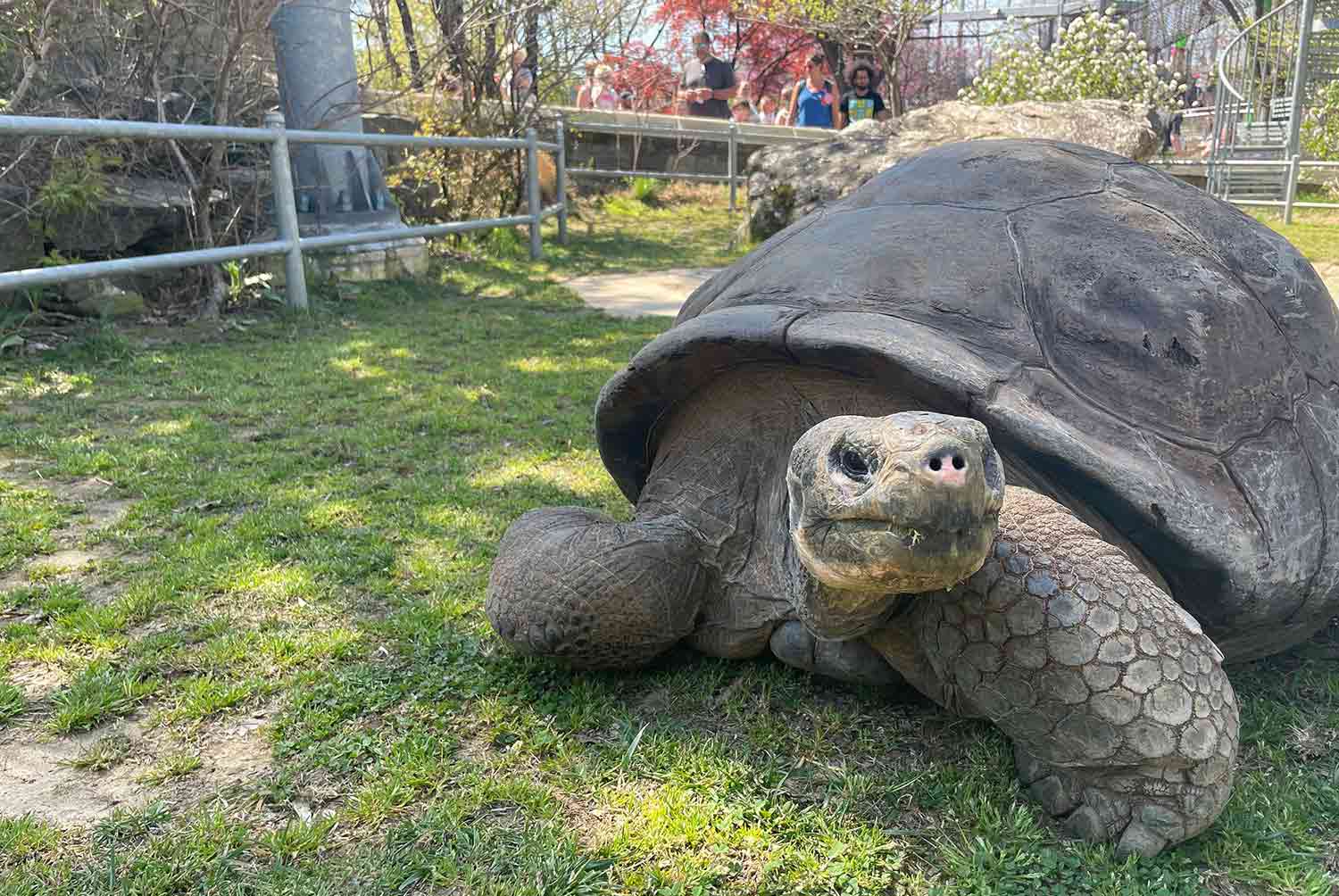 A large tortoise is in her enclosure and looks at the camera.