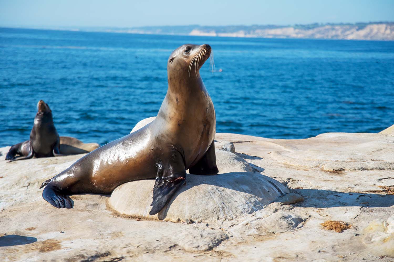A sea lion perches on a rock outdoors with another sea lion and the sea in the background.