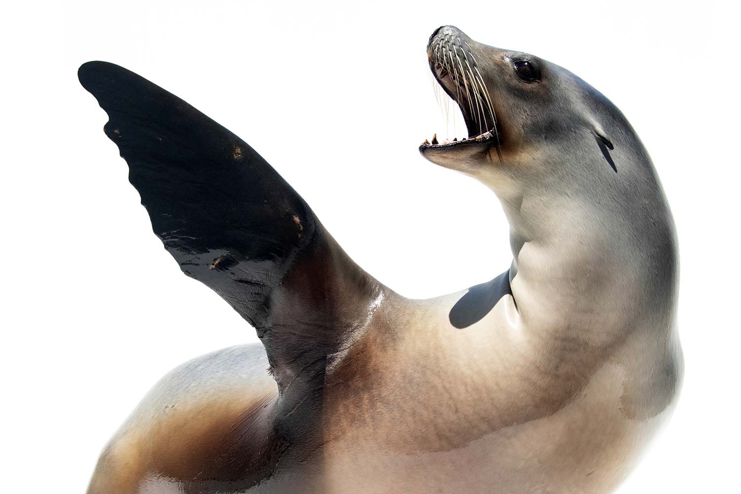 A sea lion holds one flipper up and opens her mouth while being photographed against a white background.