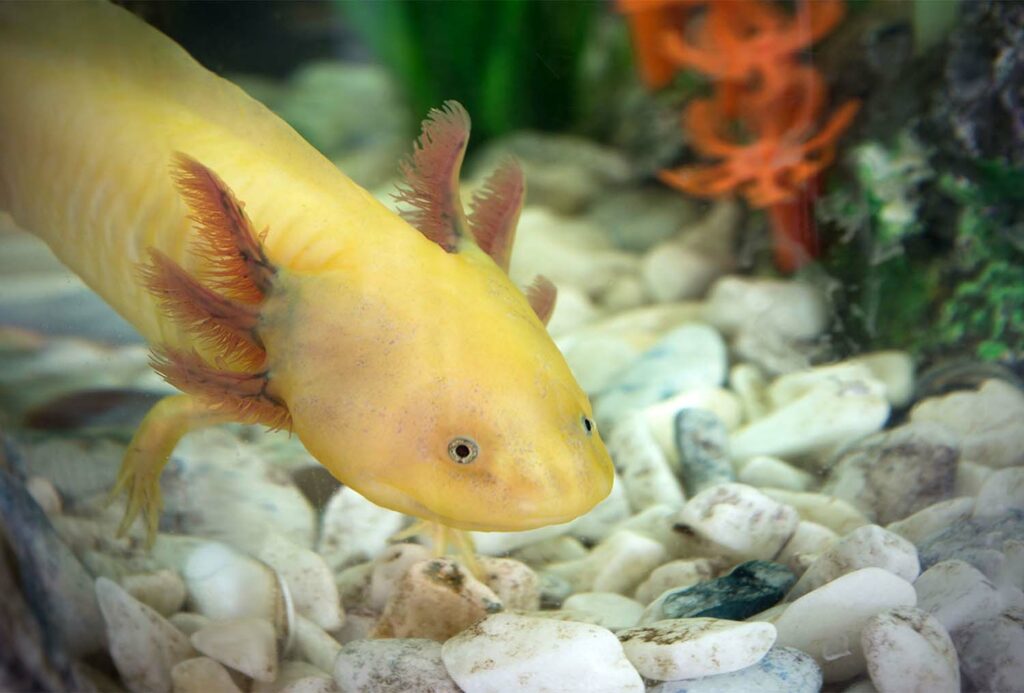 An axolotl rests its feet on the rocks at the bottom of a tank of water.